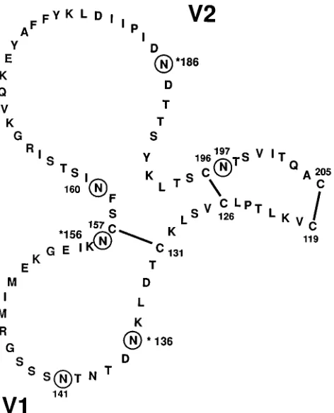 FIG. 1. Schematic drawing of the second major cysteine loop of gp120. Thisloop is characterized by two disulﬁde bonds involving cysteine pairs 119 and 205,