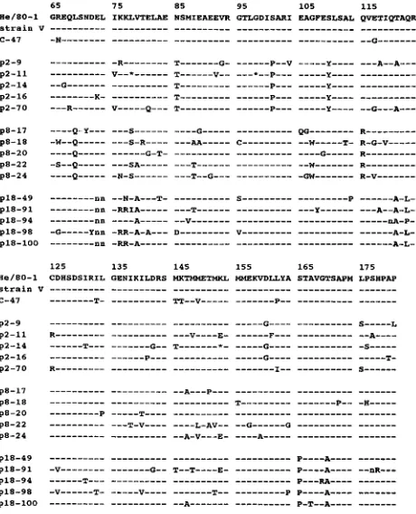 FIG. 2. Deduced amino acid sequences of the isolated BDV p24 cDNAclones. By using the Geneworks 2.2 (Intelligenetics Inc.) computer program, the
