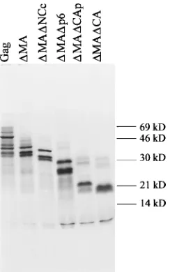 TABLE 1. Summary of binding of �MA to in vitro-transcribednon-HIV-1-derived RNAs