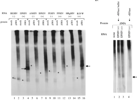 FIG. 3. In vitro �used, as indicated above the lanes, are described in the legend to Fig