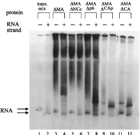 FIG. 4. In vitro binding of various Gag deletion proteins to 5�RNA. BEHIVand the bottom arrow EPHIVrows indicate the locations of the RNA only bands (top arrow shows BEHIVtext) was incubated with 2taining no HIV-1 protein (trans