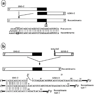 FIG. 5. Characterization of crossover sites of recombinants. All of the eight cytoplasmic RNA samples used for Fig