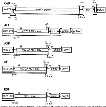 FIG. 1. Schematic diagrams of constructs. Initiation (Énucleotide positions of MLV-derived sequences are shown according to Shinnick et al