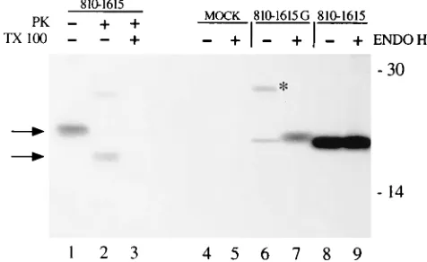 FIG. 8. NS2 is translocated across the ER membrane in transfected cells.Recombinant plasmids pCD(810-1615) and pGEM(810-1615G) were transfected