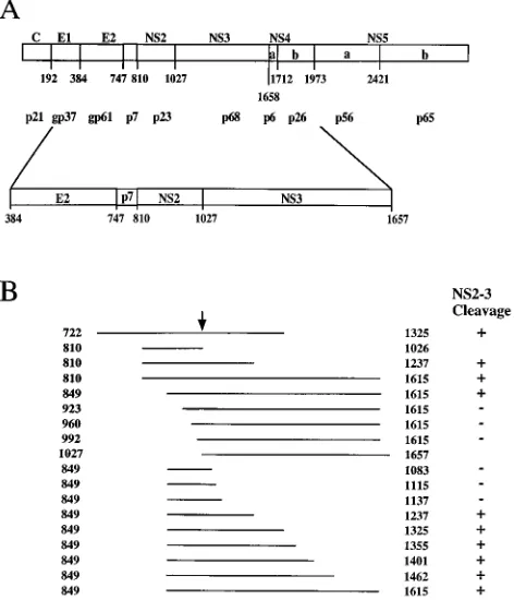 FIG. 1. Schematic representation of the HCV genome and of the transcriptsused in this study
