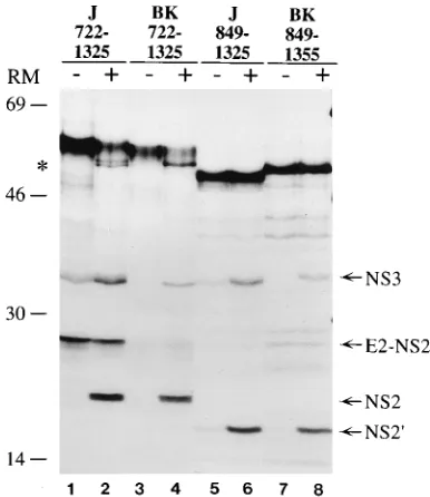 FIG. 3. Comparison of in vitro processing efﬁciencies at the NS2-3 site be-tween the HCV-BK and HCV-J polyproteins