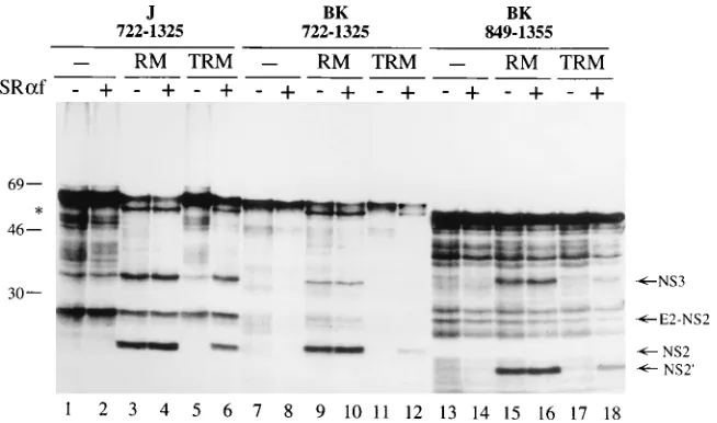 FIG. 5. The microsomal membrane-dependent enhancement of NS2-3 processing efﬁciency requires an active SRP receptor