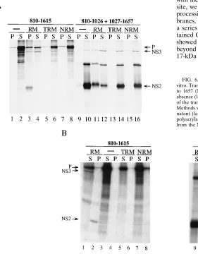 FIG. 6. Membrane association of HCV NS2 and NS3 proteins synthesized invitro. Transcripts encoding aa 810 to 1615 (NS2-3), 810 to 1026 (NS2), and 1027