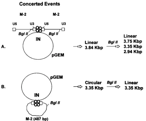 FIG. 1. Schematic of concerted integration of a retrovirus-like donor into acircular target by IN
