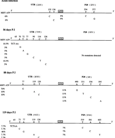 FIG. 4. Evolution and mutation at the 5�postinfection (P.I) and sequenced as described in Materials and Methods