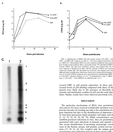 FIG. 6. Replication of MHV-A59 and variant viruses V16-ATG�ATGN gene cDNA. The dots were localized, excised, and counted after the ﬁlterswere exposed to Kodak X-ray ﬁlm, and the amount of RNA was reported ascounts per minute (B)