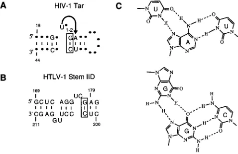 FIG. 7. Similarities between HIV-1 TAR and HTLV-I XBE. (A) Sequenceand structural features of HIV-1 TAR