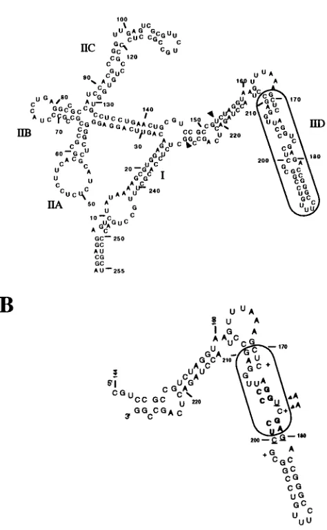 FIG. 1. Predicted secondary structures of the XRRE and the XBE. (A)Predicted secondary structure of the XRRE