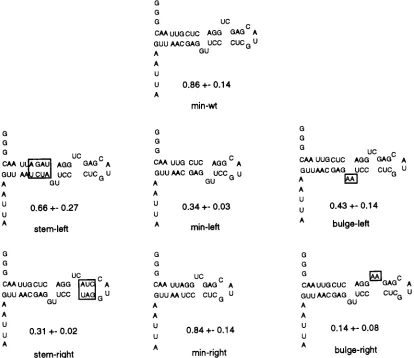 FIG. 5. Site-directed substitutions of the XBE. Minimal elements were synthesized and tested for the ability to compete with stem IID of the XRRE for bindingto Rex