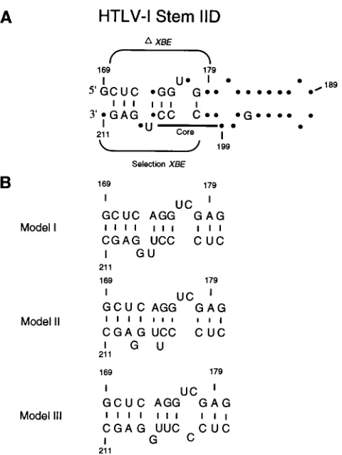 FIG. 6. Models for the secondary structure of the XBE. (A) Data fromselection experiments, deletion studies, and modiﬁcation interference analyses