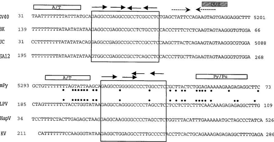 FIG. 1. Alignment of the core origins of DNA replication of the known mammalian polyomaviruses