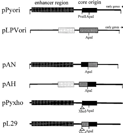 FIG. 3. In vitro replication of wild-type and chimeric mPy and LPV originDNAs mediated by mPy T antigen in murine FM3A extracts