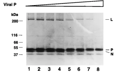 FIG. 4. Binding activity of various P protein mutants in the bead assay. (A) Mutants S60D, T62D, and S60D/T62D