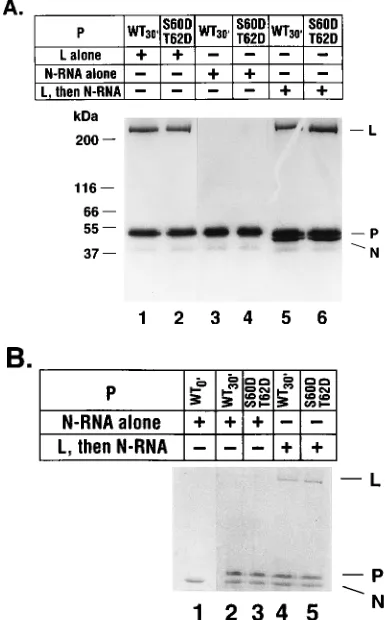 FIG. 8. Binding activity of the mutants DDSS, DDAA, and DDDD in thebead assay (A) or the sedimentation assay (B)