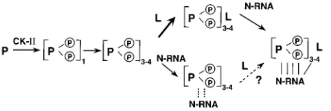 FIG. 10. Pathways of assembly of the VSV transcription complex.