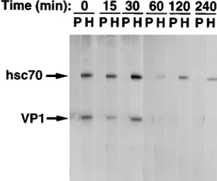 FIG. 2. Pulse-chase analysis of the VP1-hsc70 association. Virus-infectedcells were labeled for 5 min and chased for the times indicated