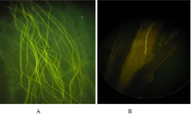 Fig. 5: A. – The pollen tubes in the pestle of Spartan variety during self-pollination (the level offlavonols in the pollen is 12% of dry mass; the level of phlorizin in pistils is 11%)