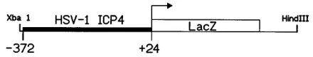 FIG. 2. The ICP4–�after inoculation with HSV-1 F. (B) Cornea of a mock-inoculated Tg6305 mouse