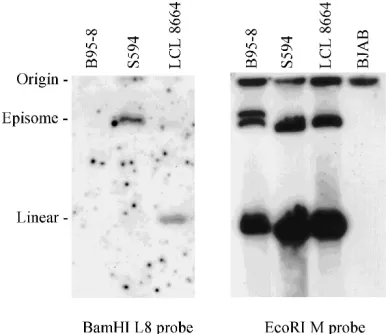 FIG. 1. Hybridization of herpesvirus papioHI DNA clones to EBV,L8 orin Materials and Methods