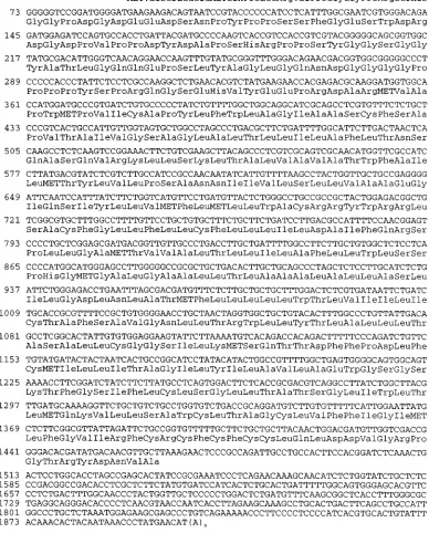FIG. 3. Nucleotide and amino acid sequence of the herpesvirus papio LMP2A cDNA. The nucleotide sequence of the longest herpesvirus papio LMP2A cDNAis shown, with translation of the longest open reading frame.
