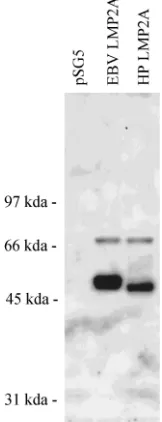 FIG. 4. Comparison of herpesvirus papio and EBV LMP2A protein se-quences. The herpesvirus papio amino acid sequence is numbered relative to the