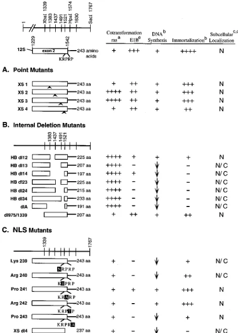 FIG. 1. Map of 12S second exon mutants and their functions. To the left areshown maps of the second exons of the WT and mutated 12S genes