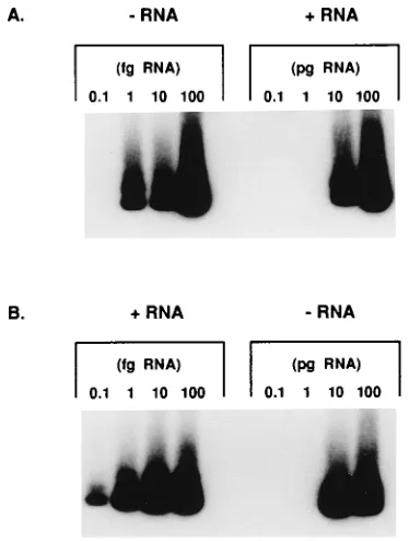 TABLE 1. Positive- and negative-strand HCV RNA in sera