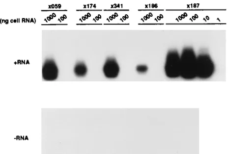 TABLE 2. Lack of detection of negative-strand HCV RNA inhuman PBMC