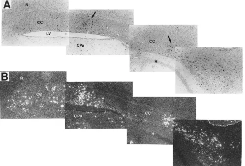 FIG. 2. Foci of ecotropic MuLV RNA-positive cells (arrows) distributed along the corpus callosum of the sagittally cut brain of a 12-month-old C58 mouse