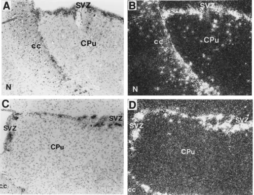 FIG. 4. Ecotropic MuLV RNA-positive cells in the SVZ of 8-month-old C58 (A and B) and 12-month-old DBA/2J (C and D) mice