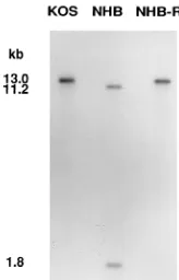FIG. 2. Southern blot analysis of KOS, UL41NHB, and UL41NHB-R usingpUL41 as probe. The positions of the fragments with the expected sizes resulting