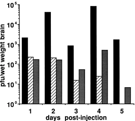 FIG. 6. Growth of KOS, UL41NHB, and vhsrithmic mean number of PFU of virus obtained from three brains per time point,graphed as PFU per gram (wet weight) of brain versus days postinfection.KOS;were inoculated intracerebrally with 10-�Sma in mouse brain