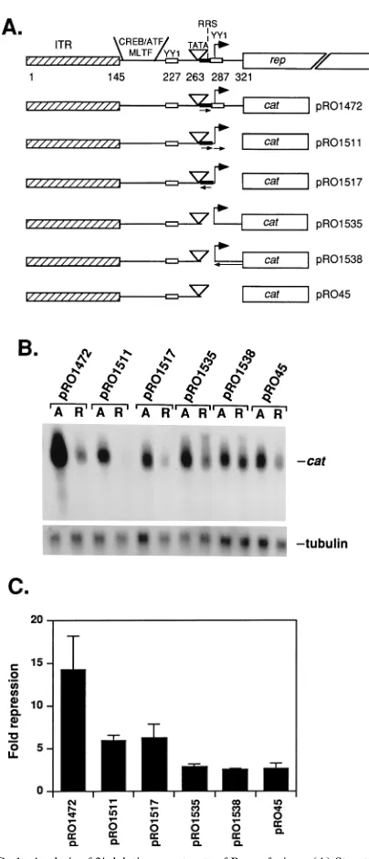 FIG. 1. Analysis of 3�constructs). The level of repression is expressed as fold repression by comparingthe unrepressed (in the presence of Repconstructs