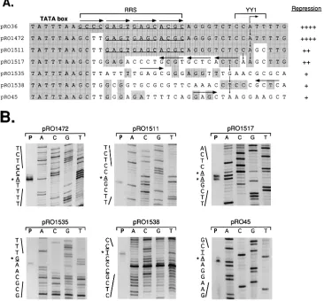 FIG. 2. Mapping of transcription start sites in 3as start sites for transcripts are underlined; the major start sites are indicated by asterisks