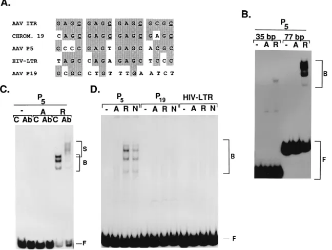 FIG. 3. Rep68 forms speciﬁc protein-DNA complexes with the P5 RRS. (A) Sequence comparison of the P5 negative cis element with the RRSs located in the AAVITRs and the AAV integration site in human chromosome (CHROM.) 19