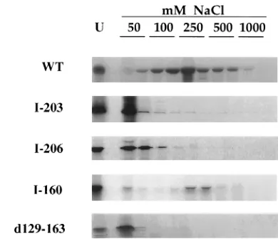 FIG. 1. Elution proﬁles of UL42 from a dsDNA-cellulose column. A 10-�aliquot of rabbit reticulocyte lysate programmed with UL42 mRNA was dilutedin 100was applied to a dsDNA-cellulose column equilibrated in the same buffer