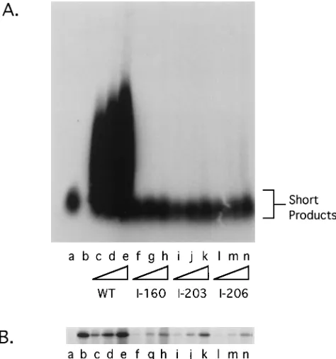 FIG. 3. Stimulation of Pol-mediated long-chain-DNA synthesis. UL42 mu-tants expressed in reticulocyte lysates were assayed for their ability to stimulate