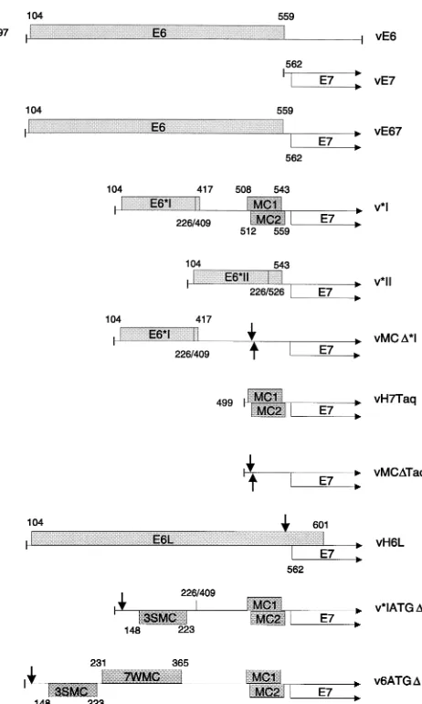 FIG. 4. Scale diagram showing the structures of HPV-16 cDNA constructsand their mutated derivatives