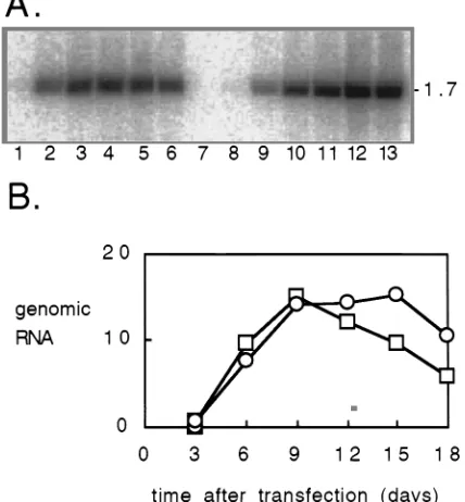 FIG. 1. Changes on antigenomic HDV RNA as a result of mutagenesis andediting. Shown are the nucleotide and derived amino acid sequences for the