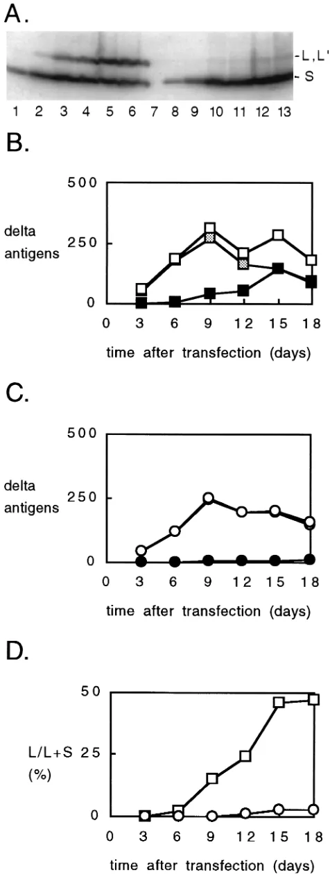 FIG. 3. Immunoblot analysis to detect �transfected exactly as described for Fig. 2. Samples were subjected to immuno-Ags in transfected cells