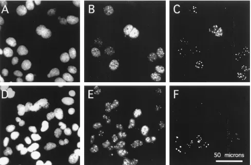 FIG. 4. Immunoﬂuorescent detection of �cultures were assayed for DAPI staining (A and D), totalAgs in transfected cells