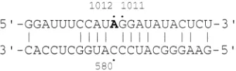 FIG. 5. Predicted rodlike folding of HDV antigenomic sequences at andaround the editing site at 1012