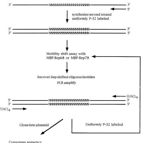 FIG. 1. Random selection procedure. The random probe was chemicallysynthesized and made double stranded by annealing and extending an oligonu-
