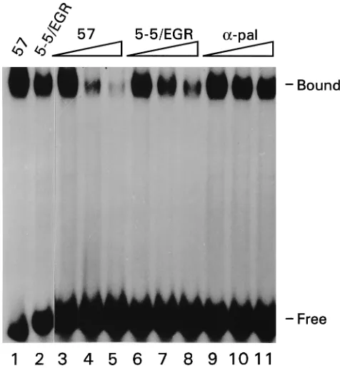 FIG. 4. (A) Sequence alignments of all 32 78X2 afﬁnity-selected oligonucle-otides. (B) Consensus sequence and LOD score