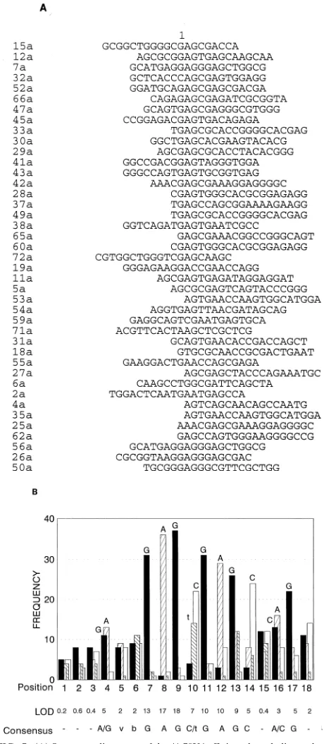 FIG. 7. (A) Sequence alignments of the 41 78X4 afﬁnity-selected oligonucle-otides are shown